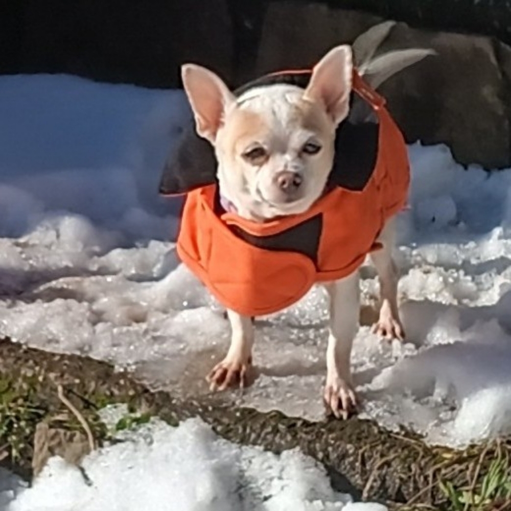 CARHARTT Used- Orange - SIZE Small- FIRM DUCK INSULATED DOG CHORE COAT